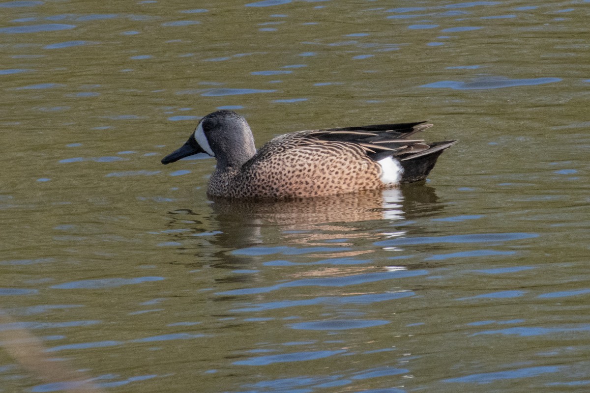 Blue-winged Teal - ML554089531