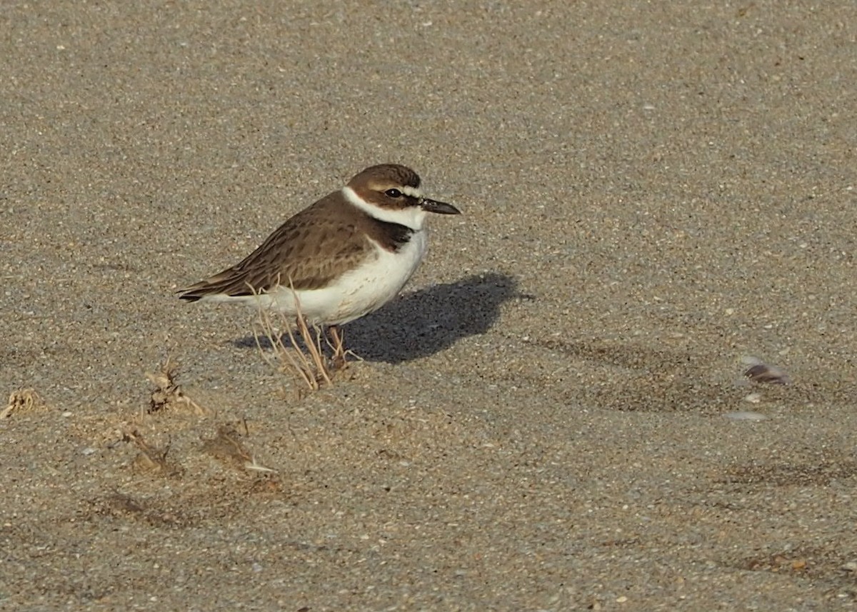 Semipalmated Plover - ML554091401