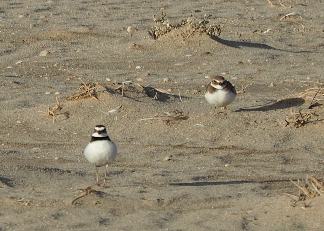 Semipalmated Plover - ML554091411