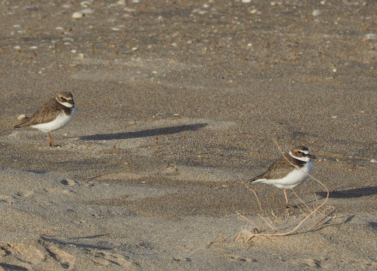 Semipalmated Plover - ML554091421