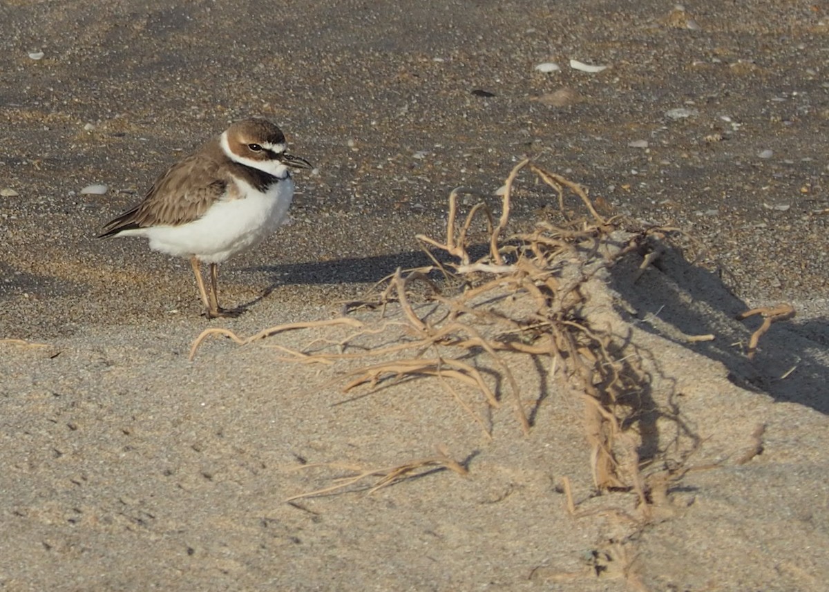 Semipalmated Plover - ML554091431