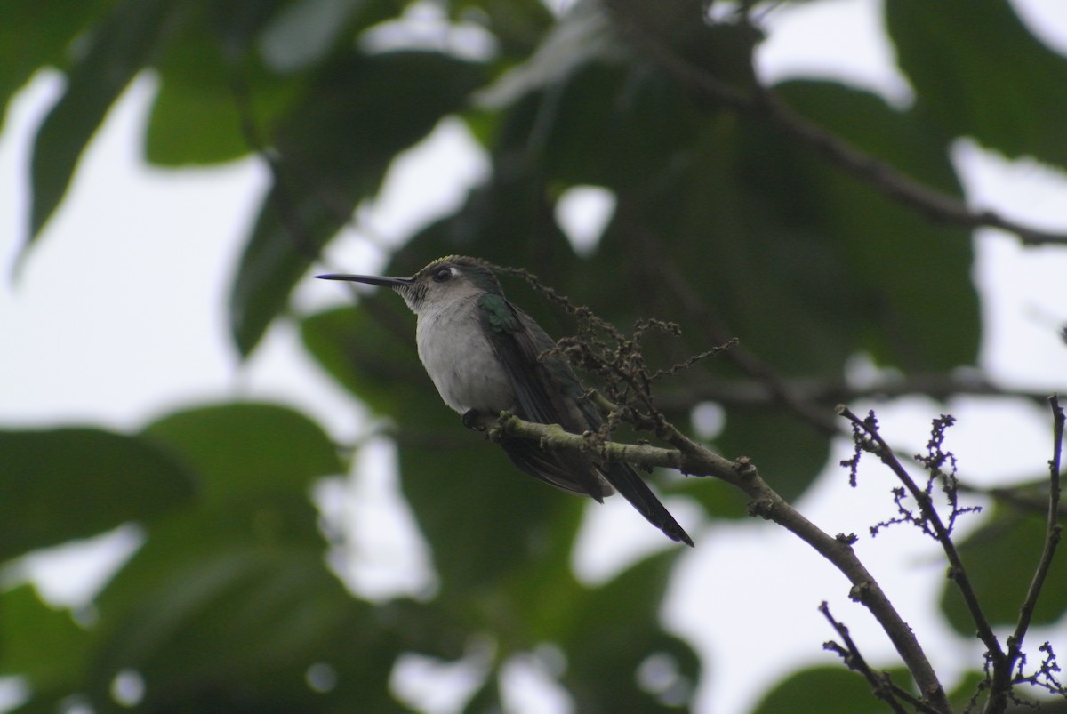 kolibřík klínoocasý (ssp. curvipennis) - ML554092731