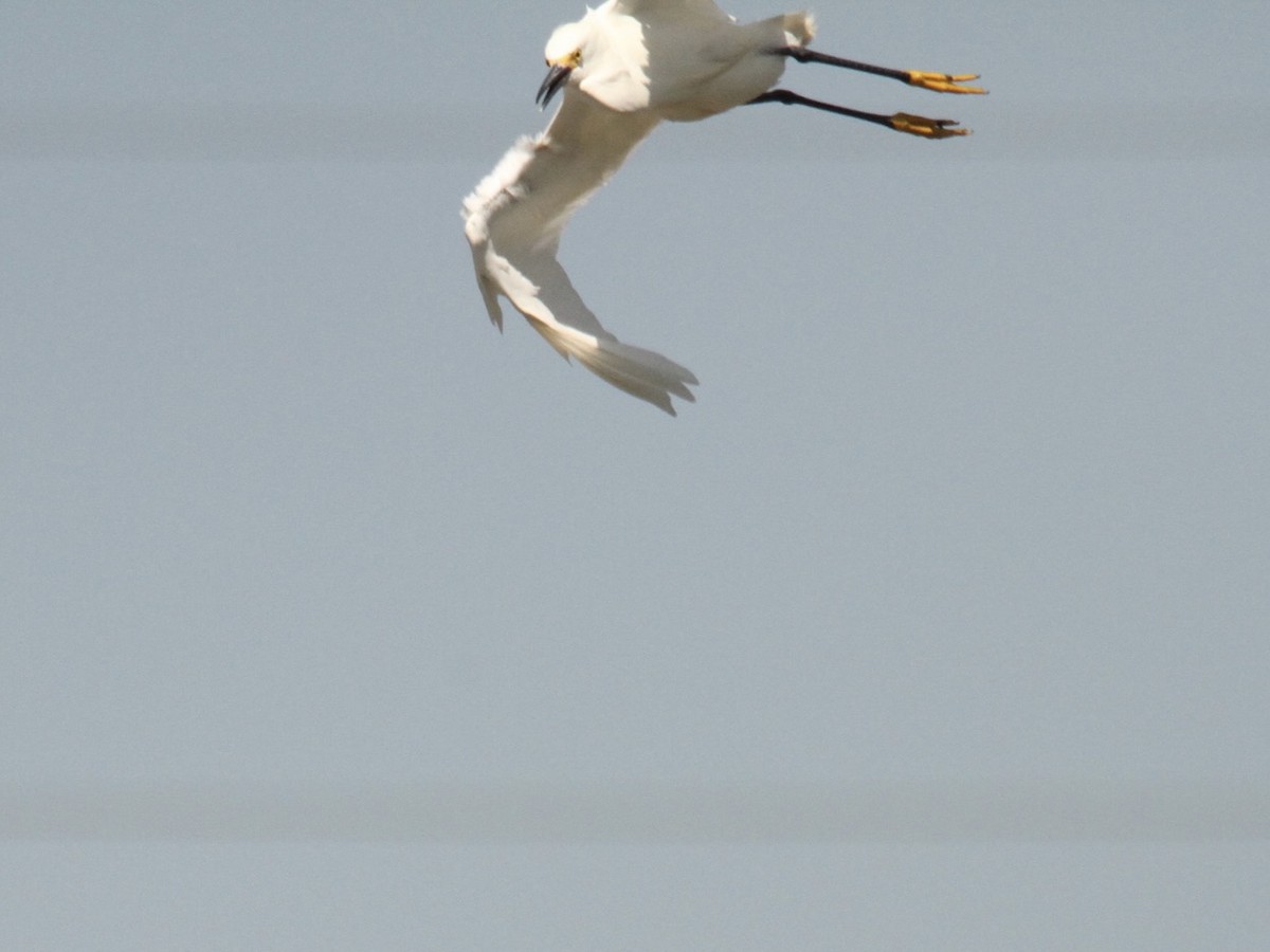 Snowy Egret - ML554094431