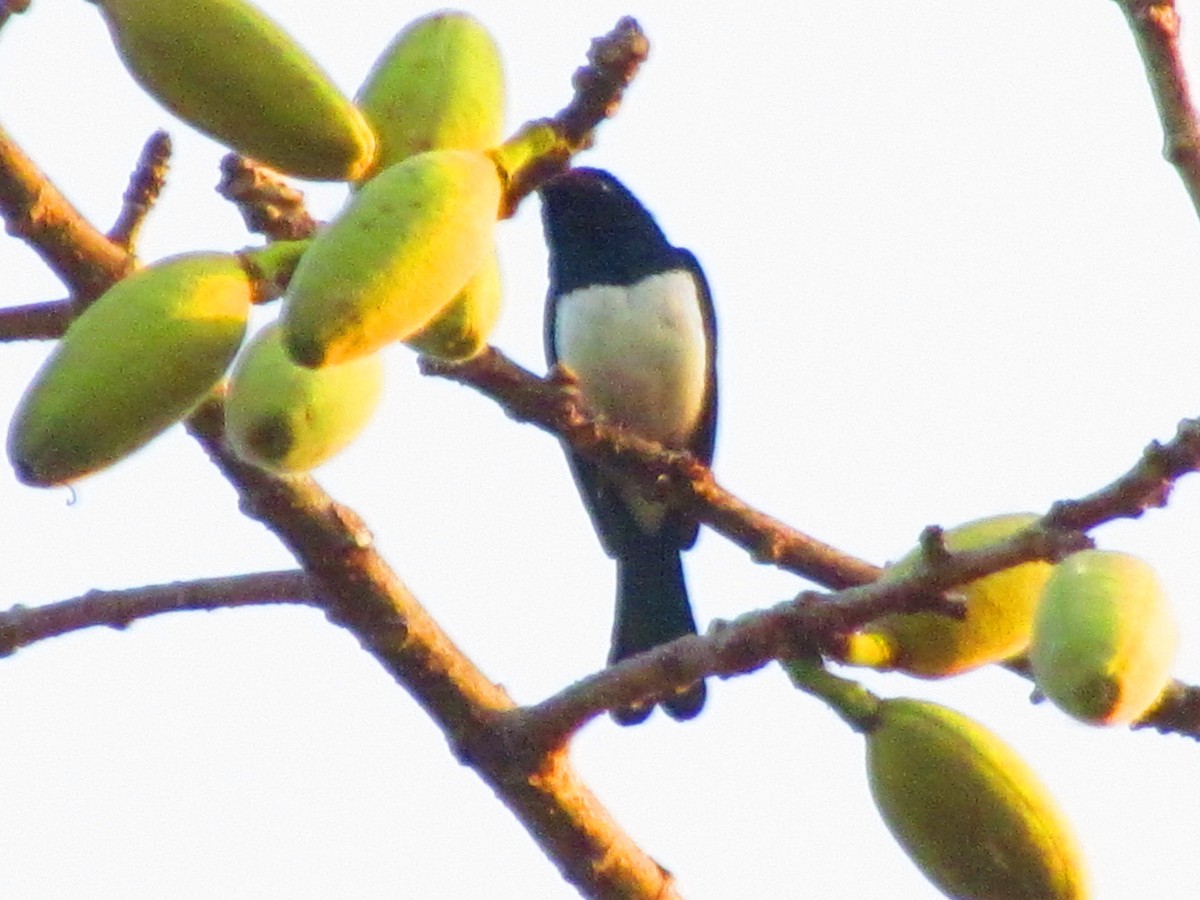 Philippine Magpie-Robin - ML554095471