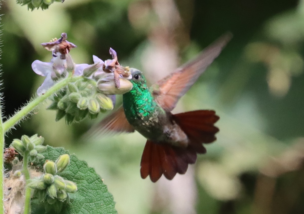 kolibřík mexický - ML554096551