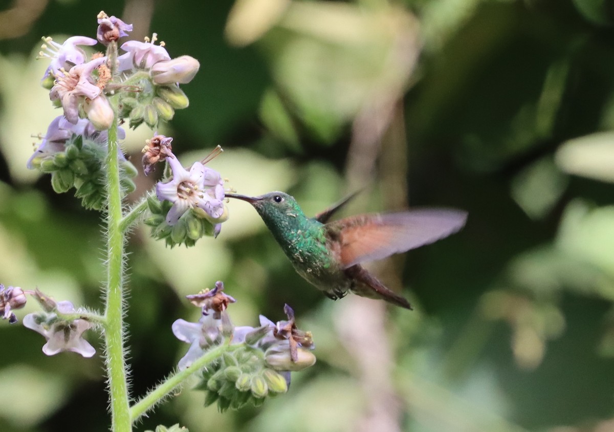 kolibřík mexický - ML554096561