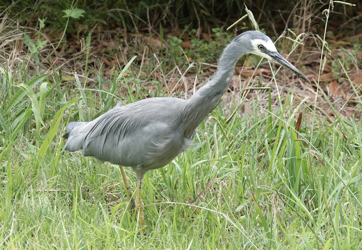 White-faced Heron - ML554097261