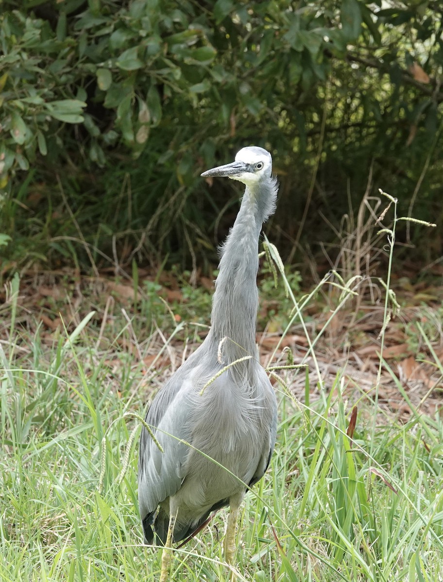 White-faced Heron - ML554097271
