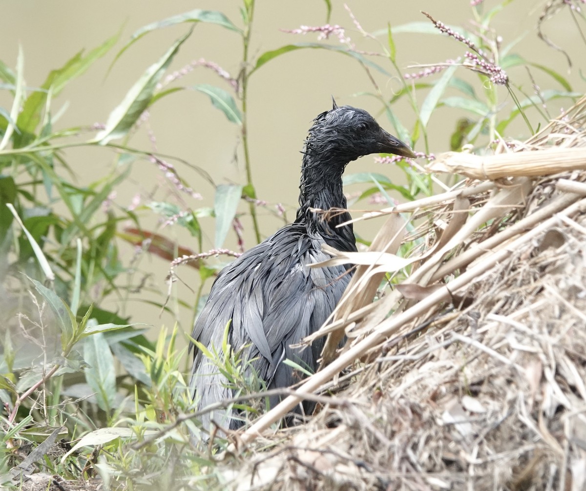Dusky Moorhen - ML554097331
