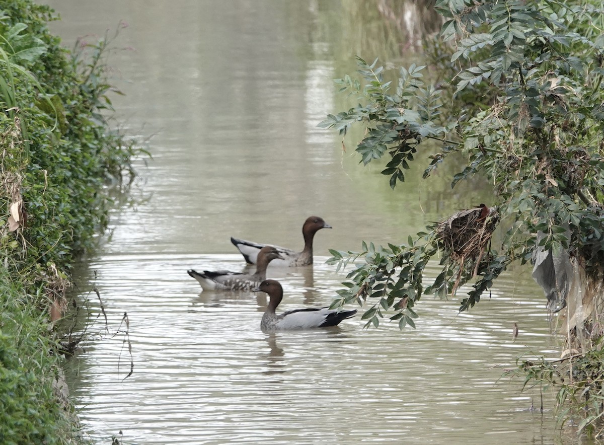 Maned Duck - ML554097401