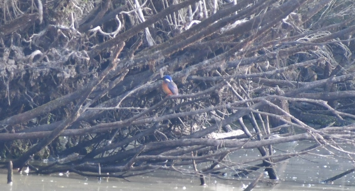 Azure Kingfisher - ML554097811