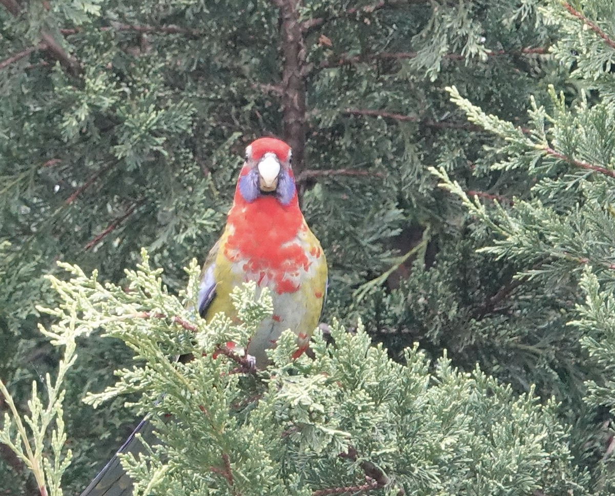 Crimson Rosella - ML554097981