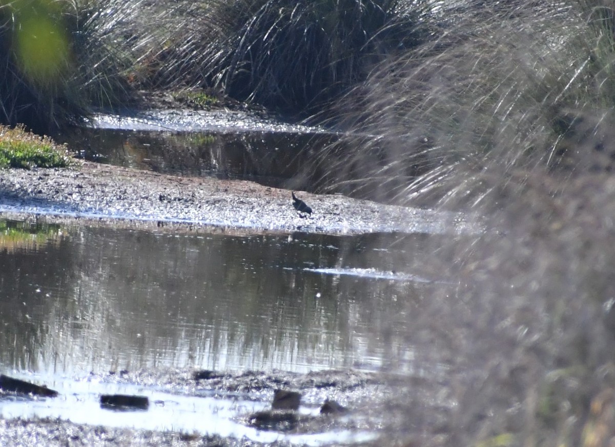 Australian Crake - ML554098181
