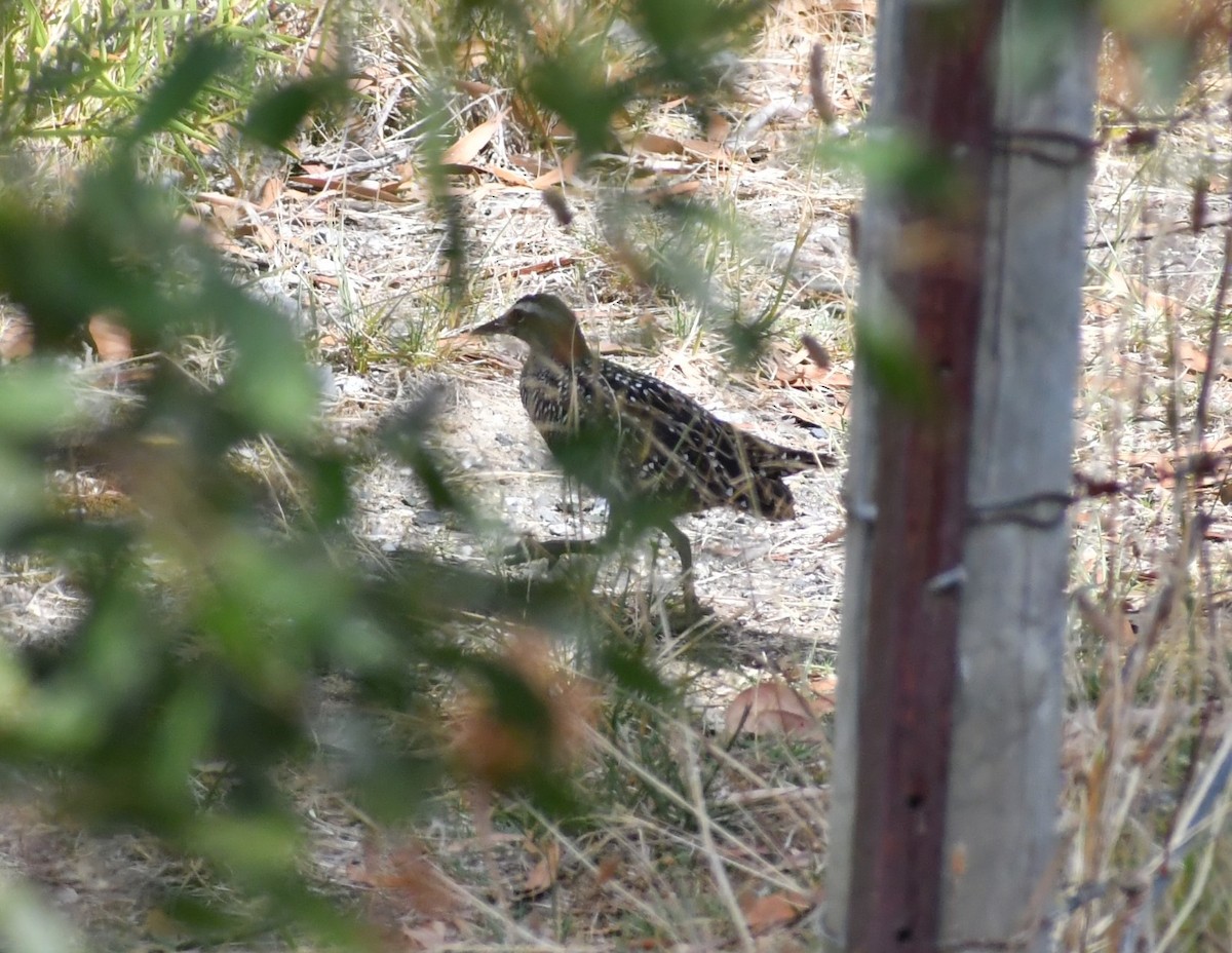 Buff-banded Rail - ML554098311