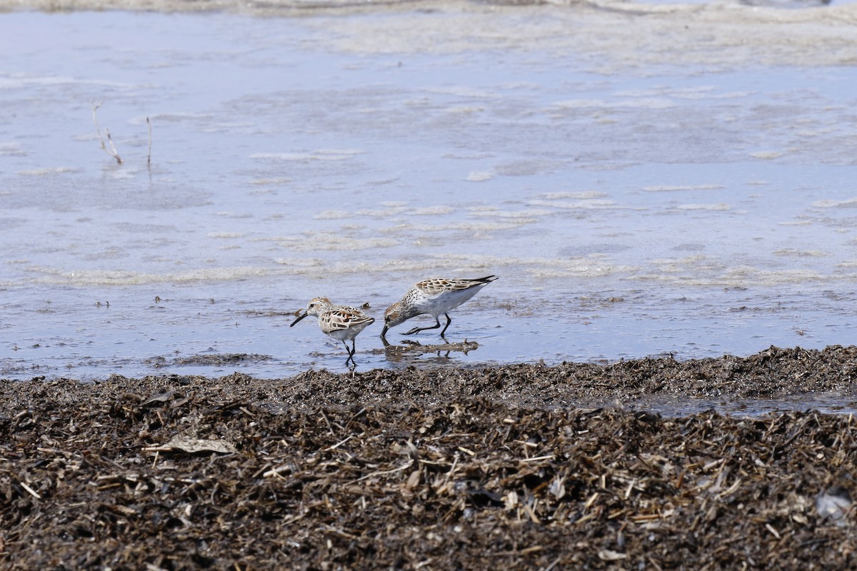 Western Sandpiper - Von Welch