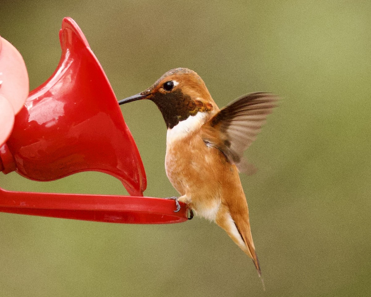 Rufous Hummingbird - ML554102211
