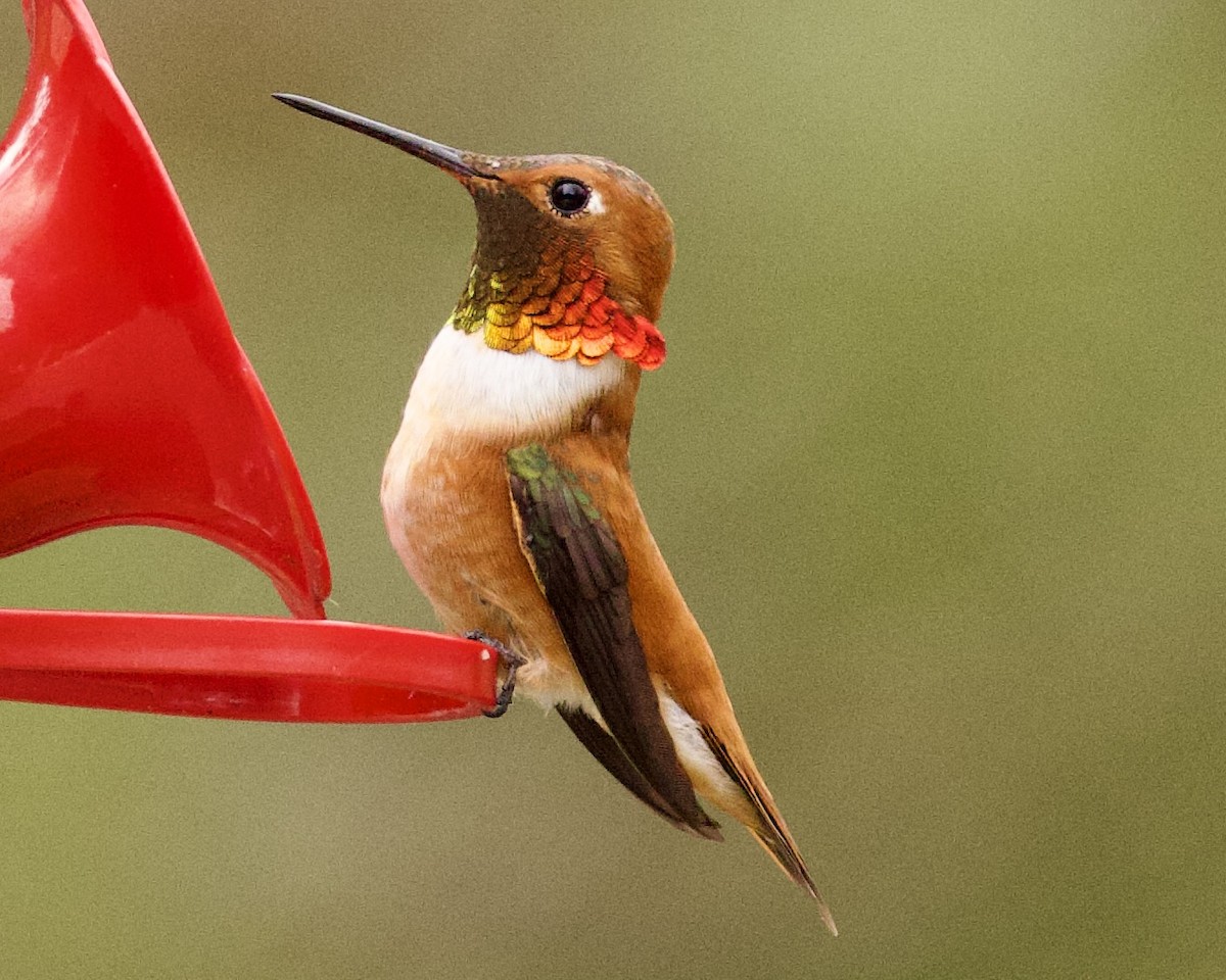 Rufous Hummingbird - ML554102321