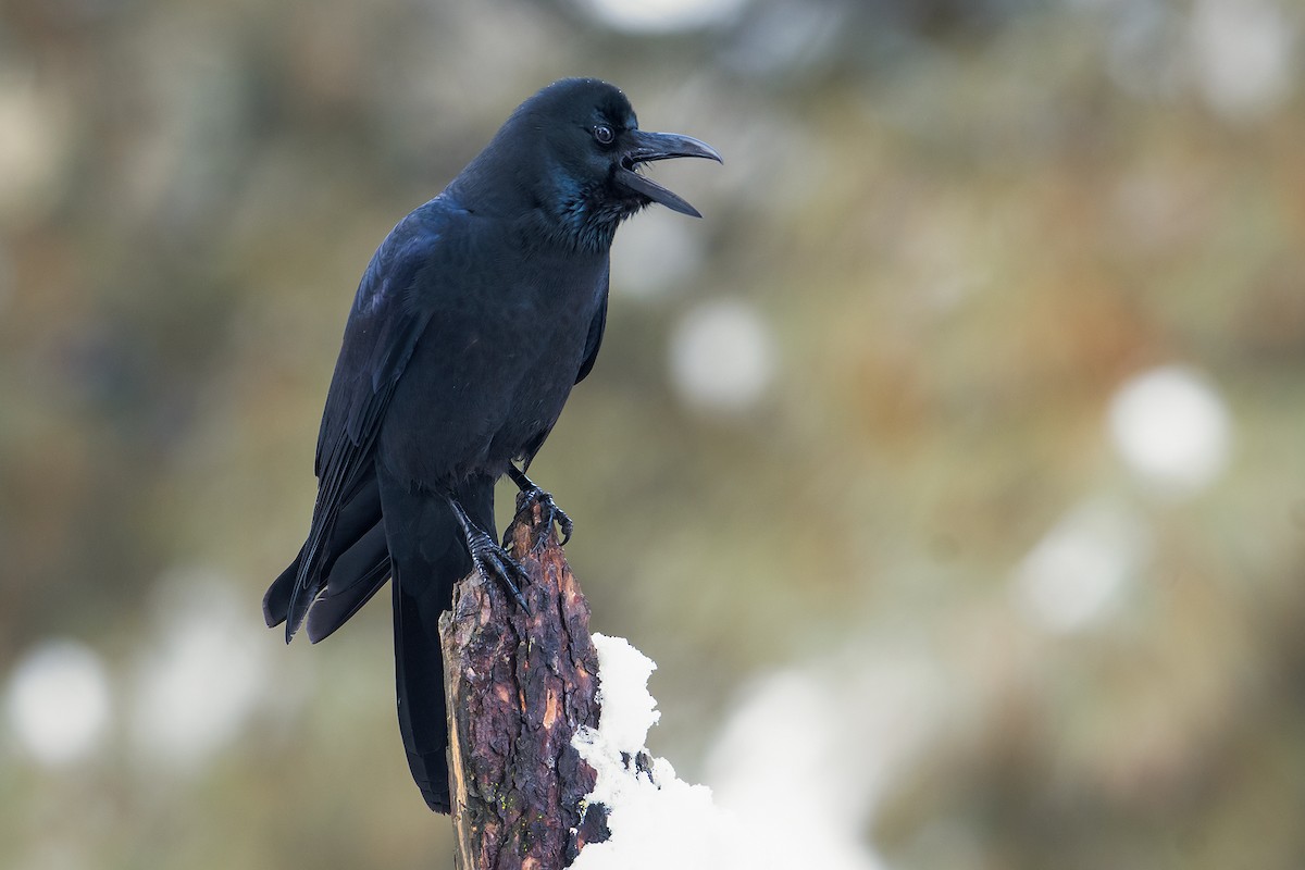 Large-billed Crow - Aseem Kothiala