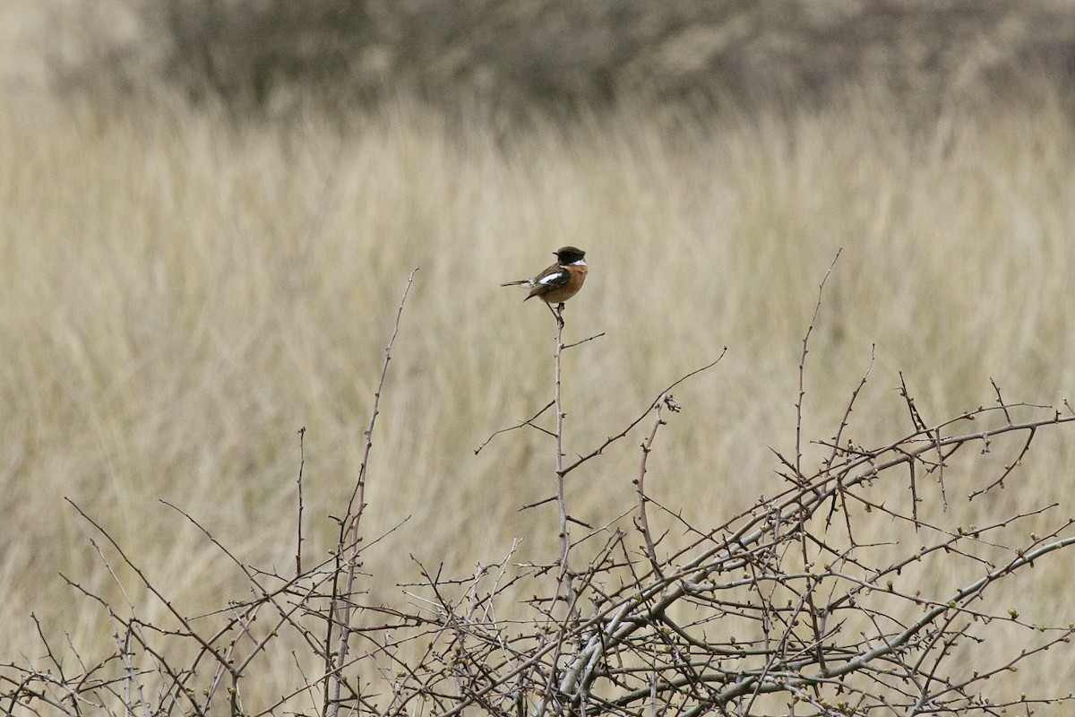 European Stonechat - ML554102601