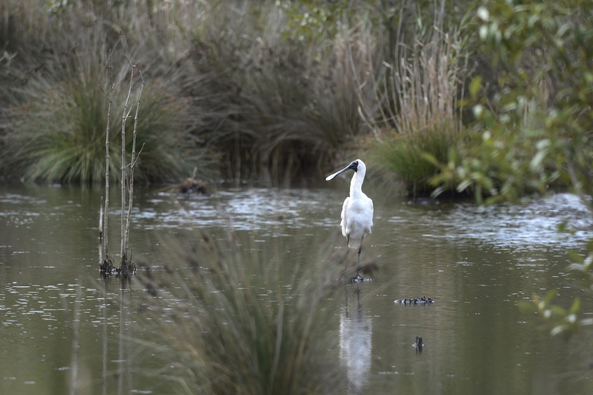 Royal Spoonbill - ML554103601