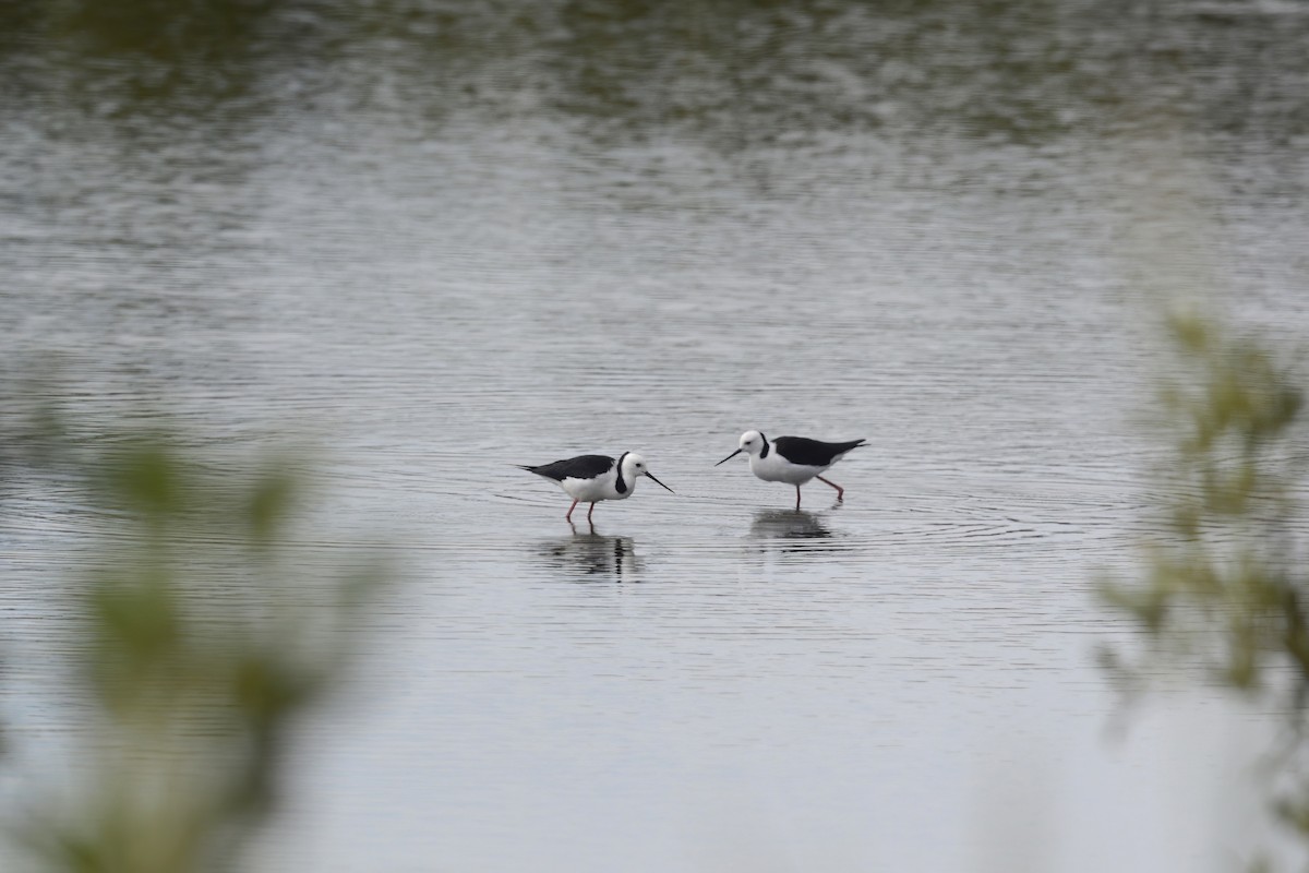 Pied Stilt - ML554103631