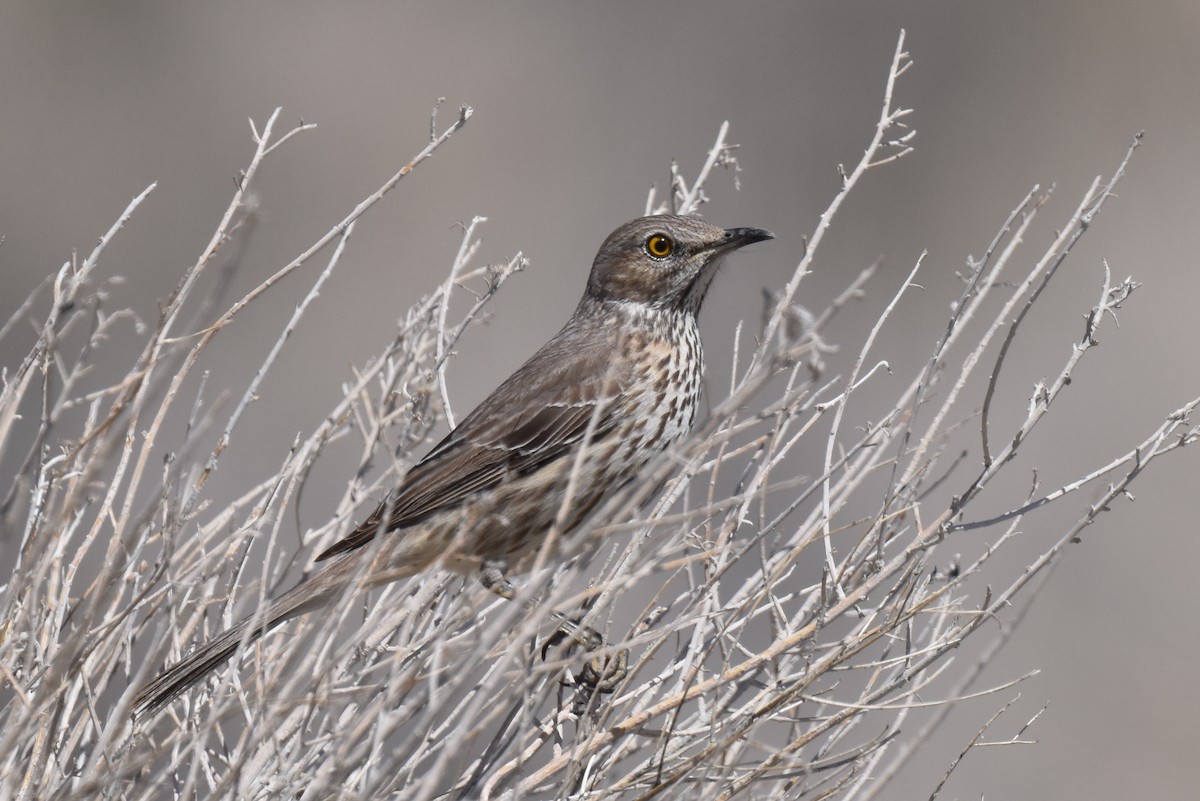 Sage Thrasher - Naresh Satyan