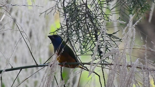 Pin-tailed Parrotfinch - ML554104351