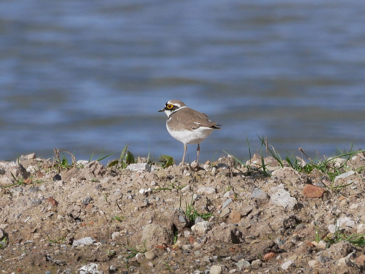 Little Ringed Plover - ML554105741