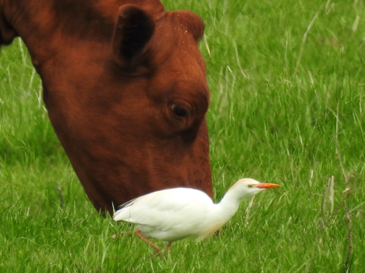 Western Cattle-Egret - ML55410641