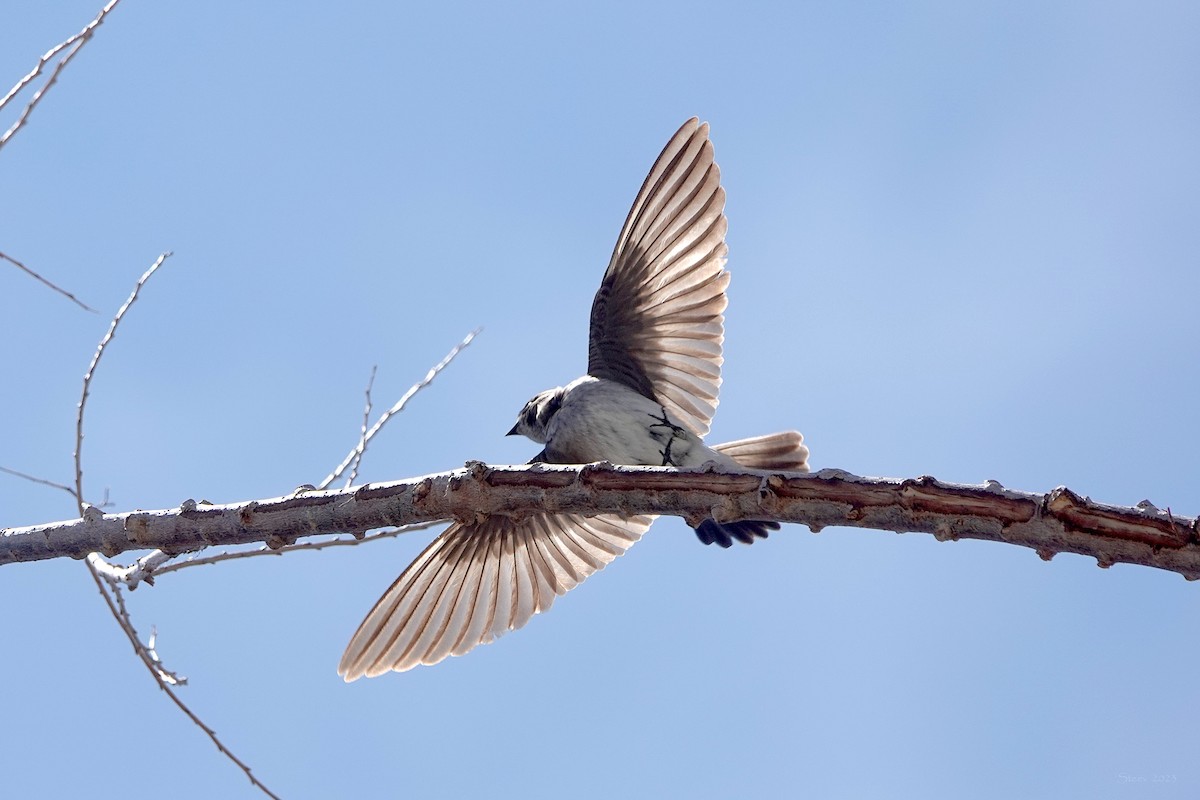 Northern Rough-winged Swallow - ML554106541