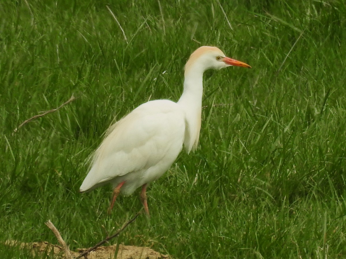 Western Cattle-Egret - ML55410681