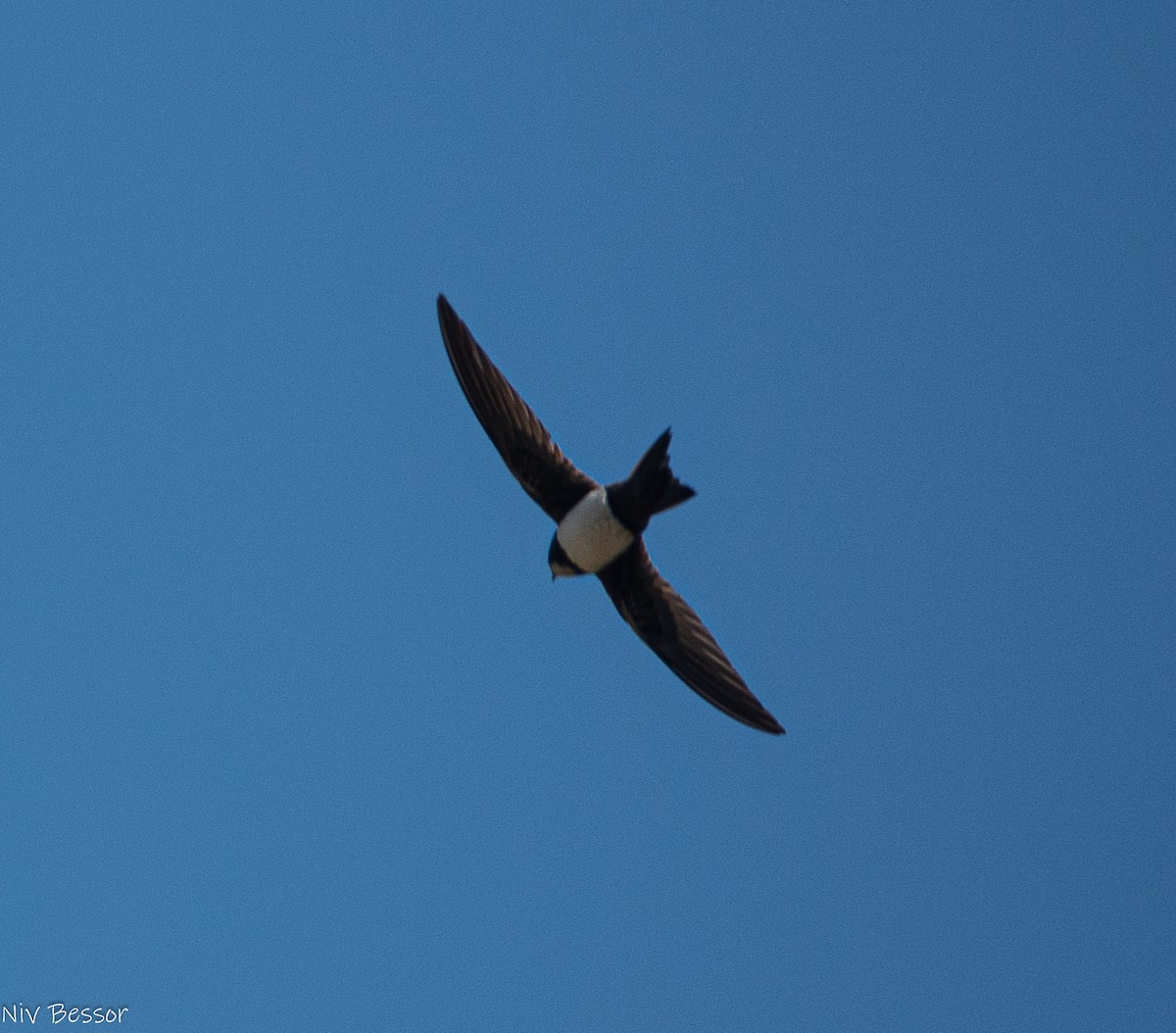 Alpine Swift - Niv Bessor