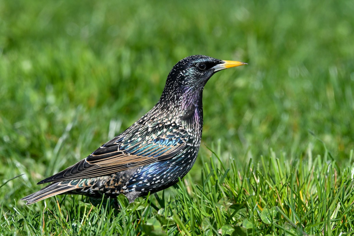 European Starling - ML554108201