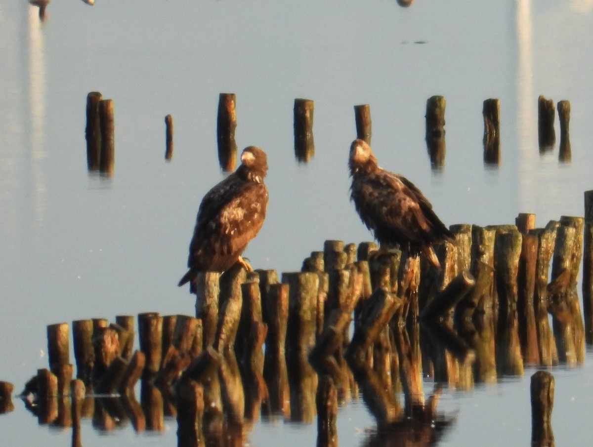 White-tailed Eagle - ML554110311