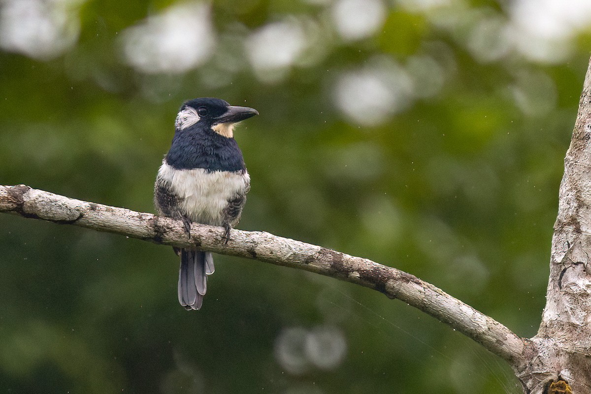 Black-breasted Puffbird - Chris Venetz | Ornis Birding Expeditions