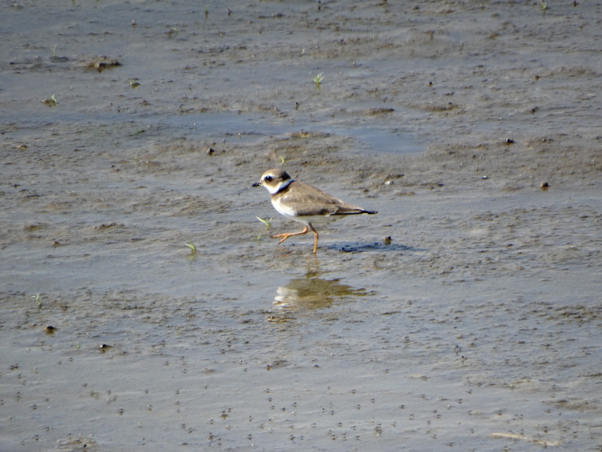 Common Ringed Plover - ML554111261