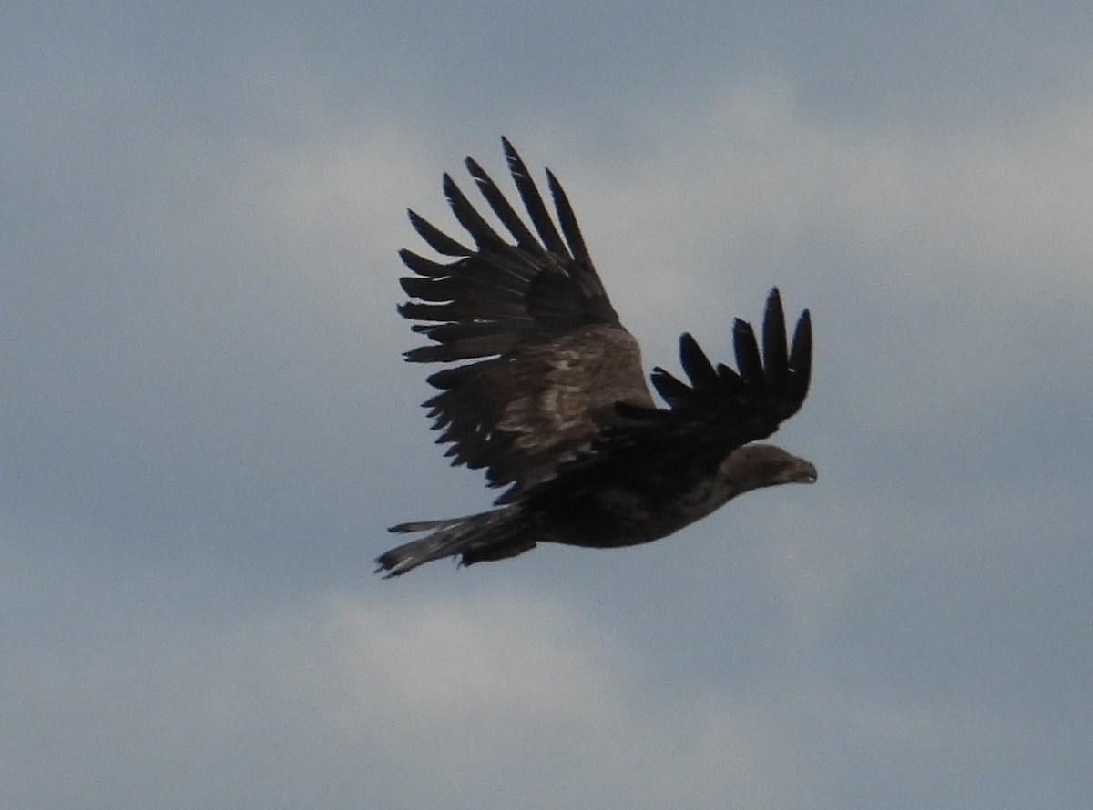 White-tailed Eagle - ML554111361