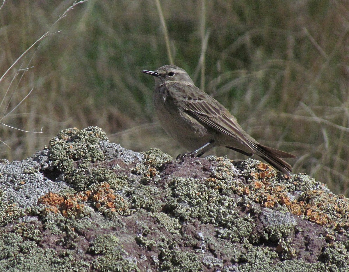 Water Pipit (Caucasian) - ML554112381