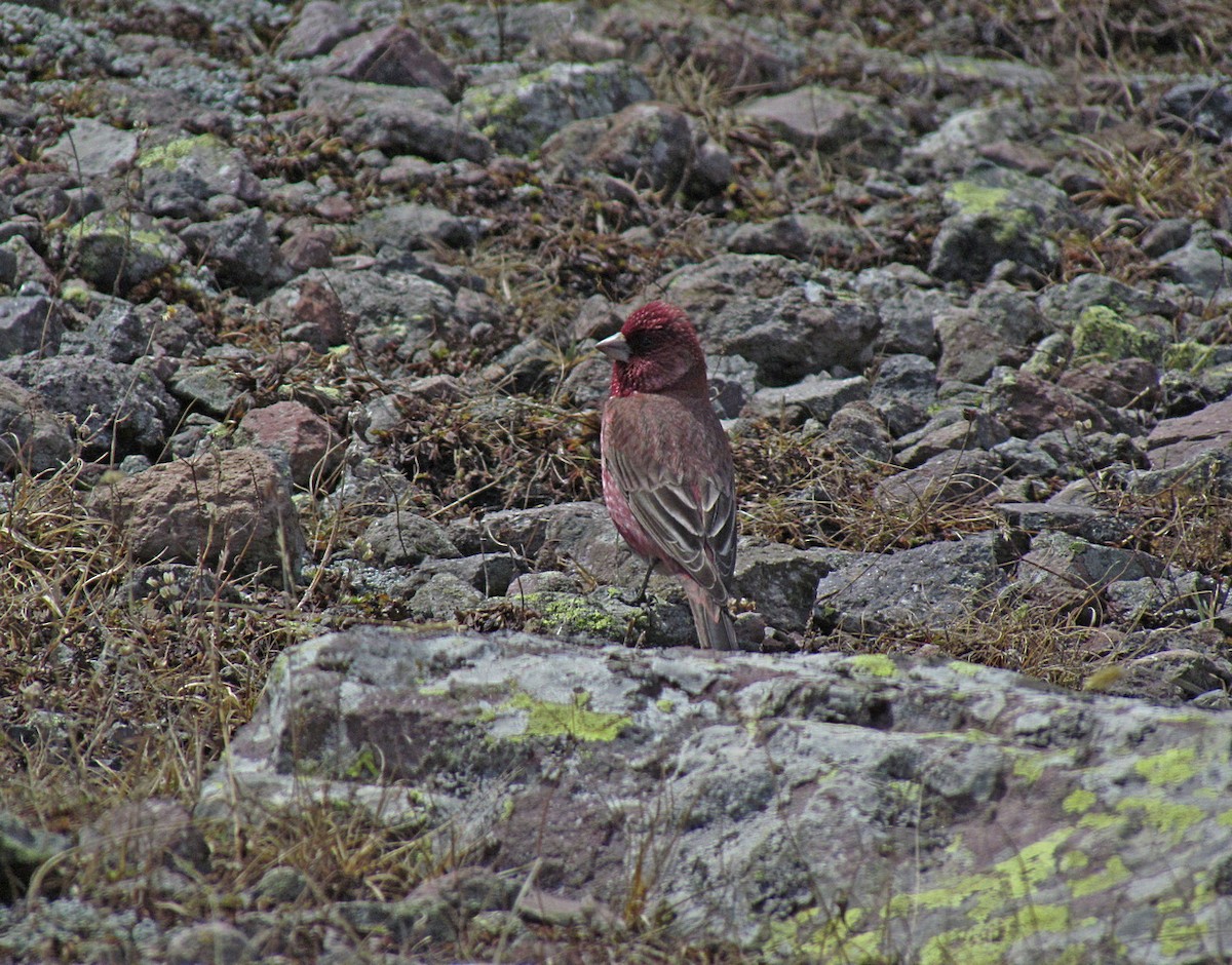 Great Rosefinch (Great) - ML554112461