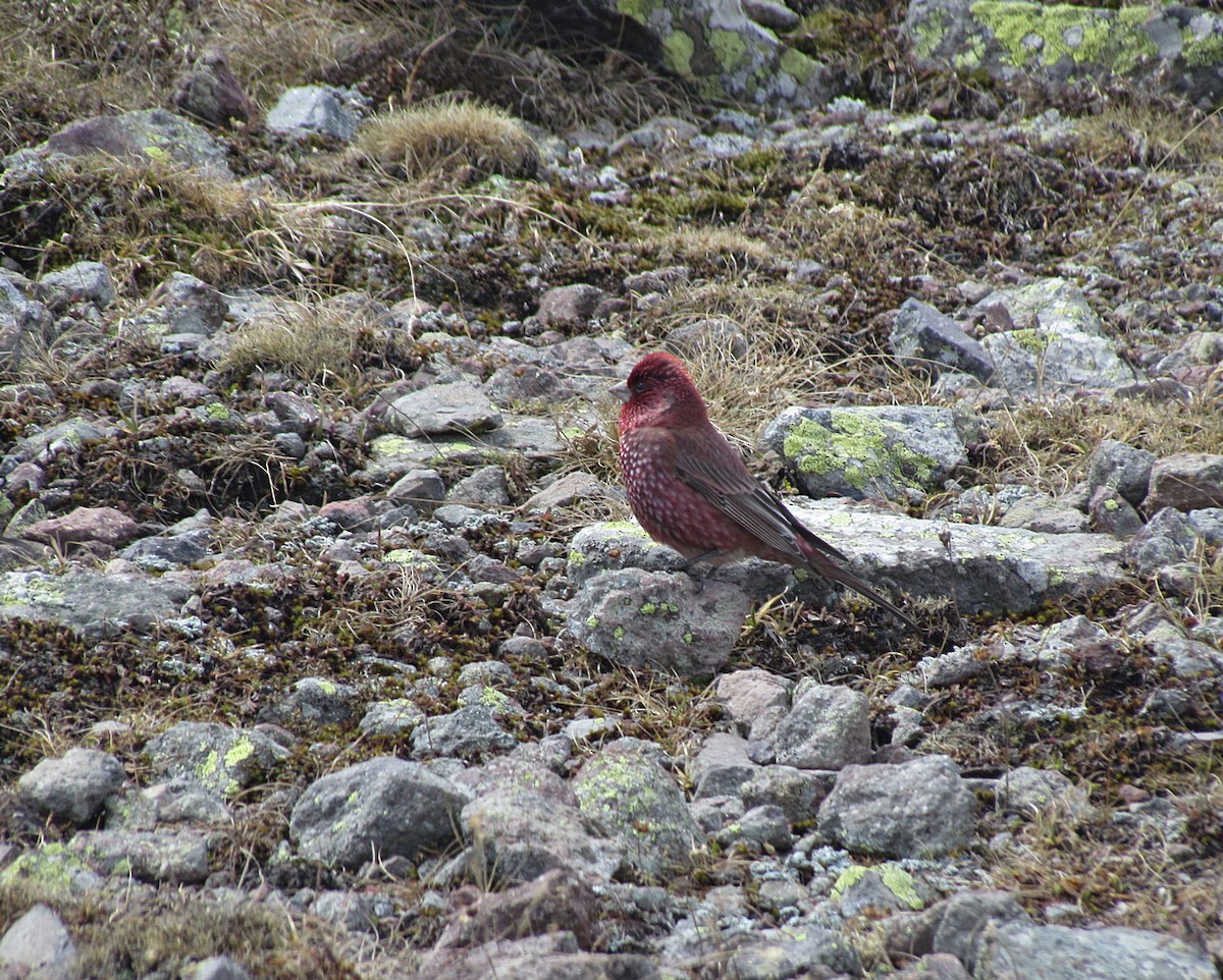 Great Rosefinch (Great) - ML554112481