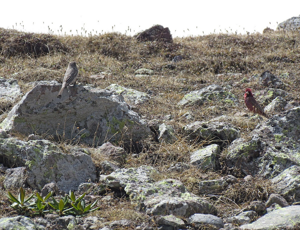 Great Rosefinch (Great) - ML554112511