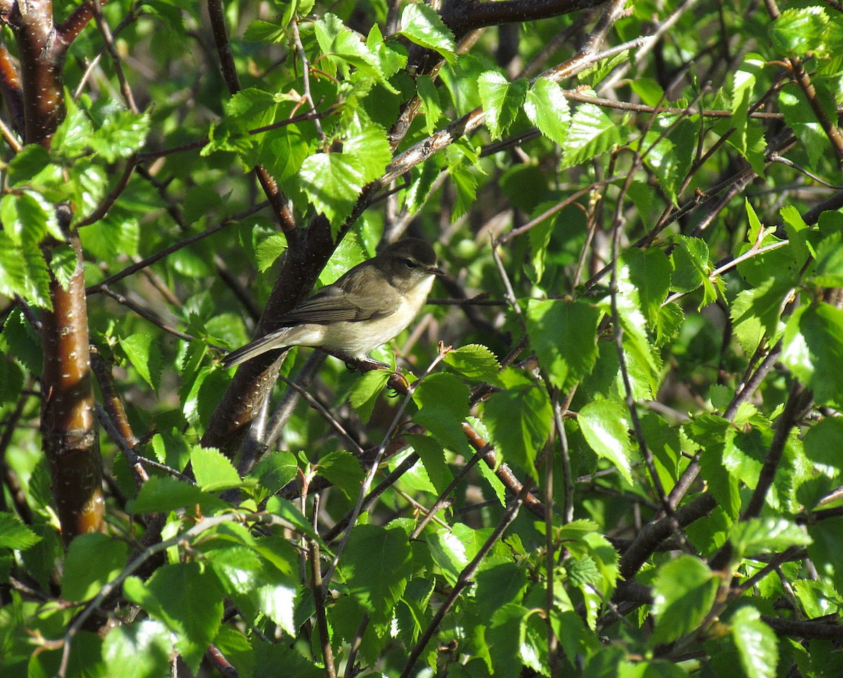 Mountain Chiffchaff (Caucasian) - ML554112941