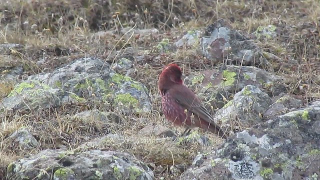 Great Rosefinch (Great) - ML554113311