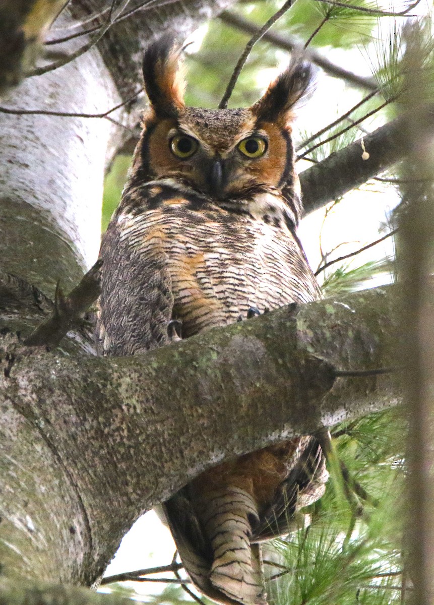 Great Horned Owl - ML554113471