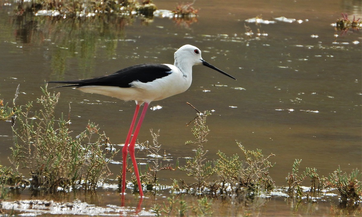 Black-winged Stilt - ML554113491