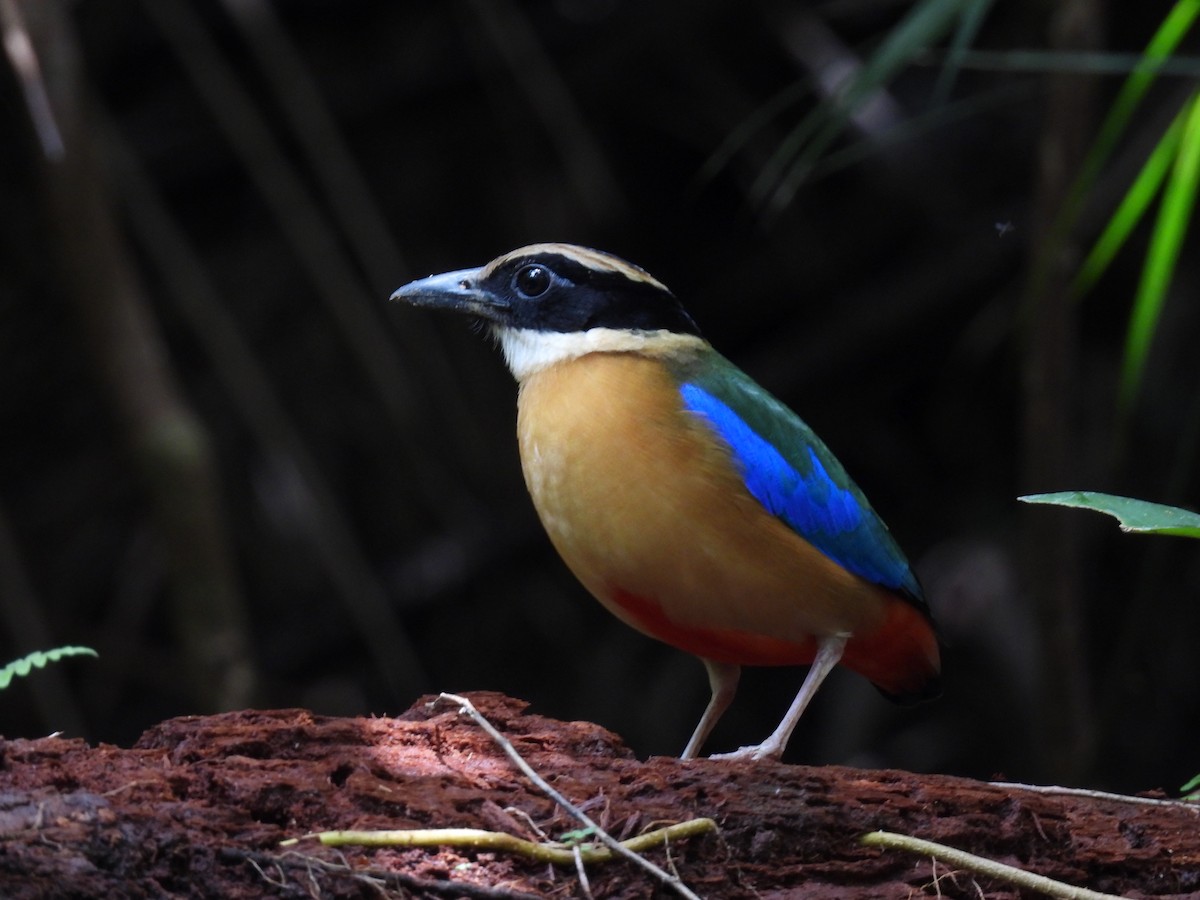 Blue-winged Pitta - ML554113531