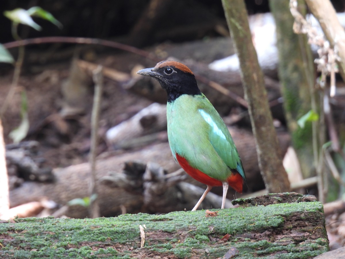 Western Hooded Pitta - ML554113561