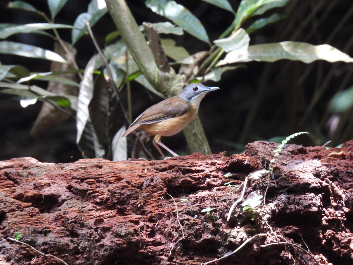 Short-tailed Babbler - ML554113661