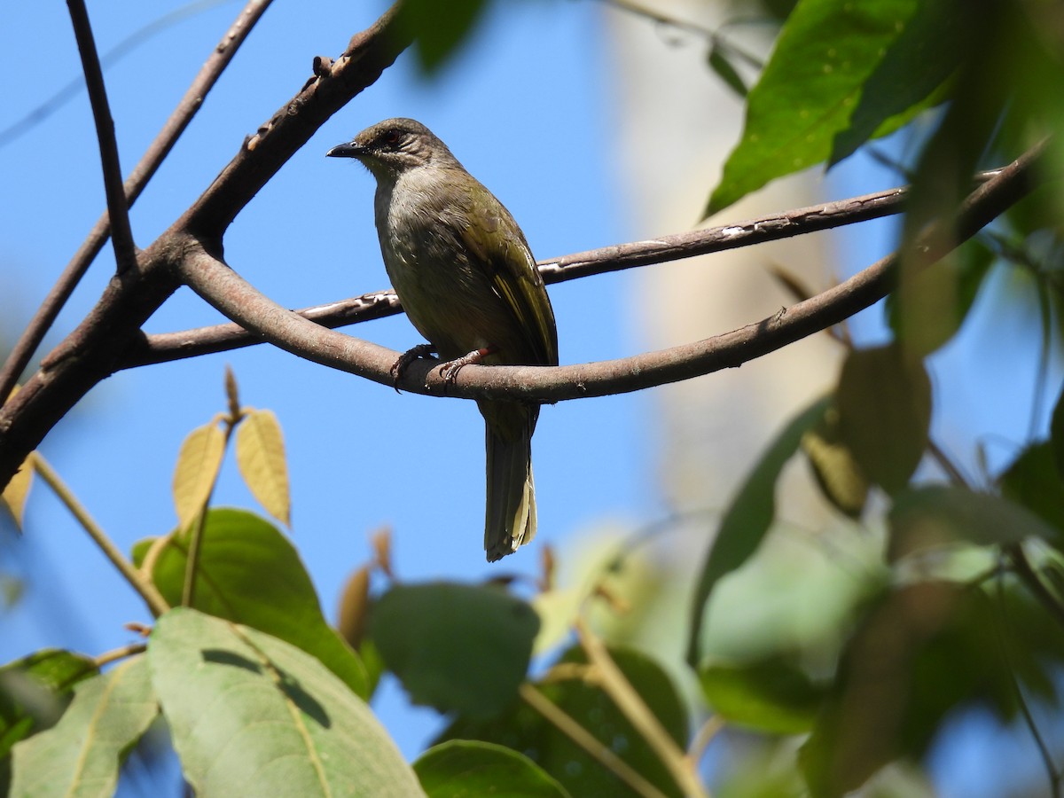 Olive-winged Bulbul - ML554113731