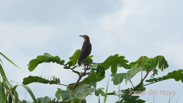 Nicaraguan Grackle - ML554114221